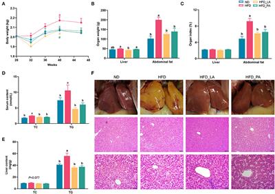 Akkermansia muciniphila Enhances Egg Quality and the Lipid Profile of Egg Yolk by Improving Lipid Metabolism